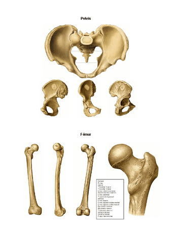 anatomia-c2.2.pdf