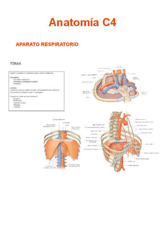 anatomia-c4.pdf