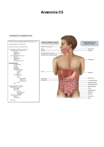 anatomia-c5.pdf