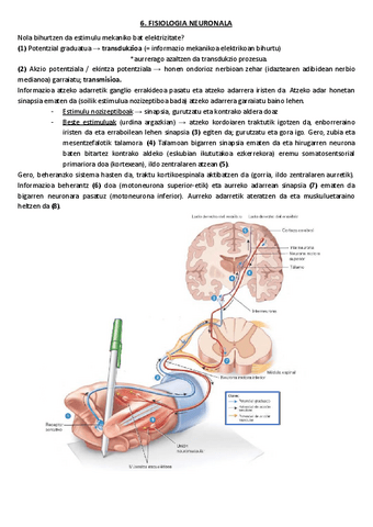 6.-Fisiologia-neuronala.pdf