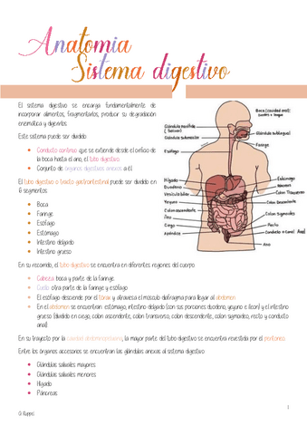 Resumen Anatomia Sistema Digestivo Pdf