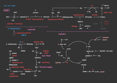 ESQUEMAS-RUTAS-METABOLICAS.pdf