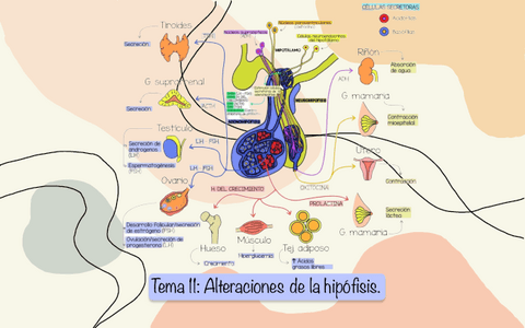 Tema-11Enfermedades-de-la-hipofisis.pdf