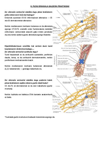 8.-Plexu-brakiala-galdera-praktikoak.pdf