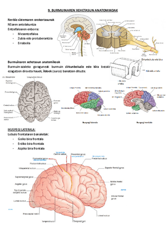 9.-Burmuinaren-xehetasun-anatomikoak.pdf