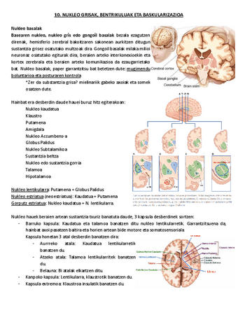 10.-Nukleo-grisak-bentrikuluak-eta-baskularizazioa.pdf