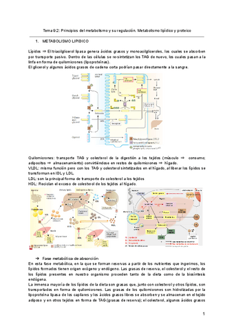 Tema-9.2-Principios-del-metabolismo-y-su-regulacion.pdf