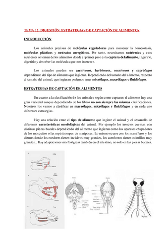 AP-FISIO-ANIMAL-COMPARADA-TEMA-12-WH.pdf