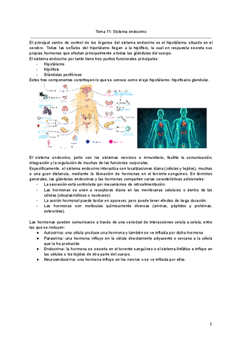 Tema-11-Sistema-endocrino.pdf