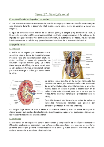 Tema-17.-Sistema-renal.pdf