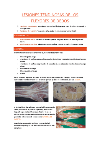 Mano-cadenas-musculares-23-24.pdf