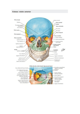 Huesos-y-musculos-Primer-parcial-anatomia.pdf