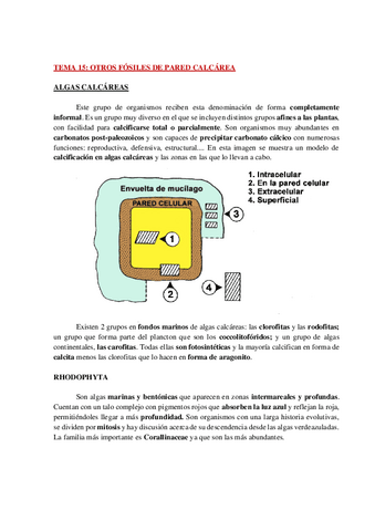 AP-PALEONTOLOGIA-TEMA-15-WH.pdf