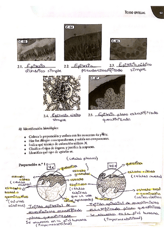 Tejido-epitelial-1.pdf