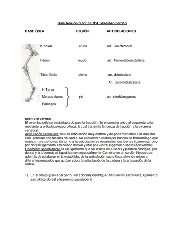 Guia-N-4-miembro-pelvico.pdf