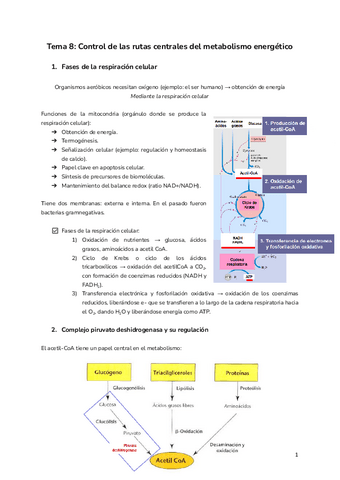 Tema-8-Control-de-las-rutas-centrales-del-metabolismo-energetico.pdf