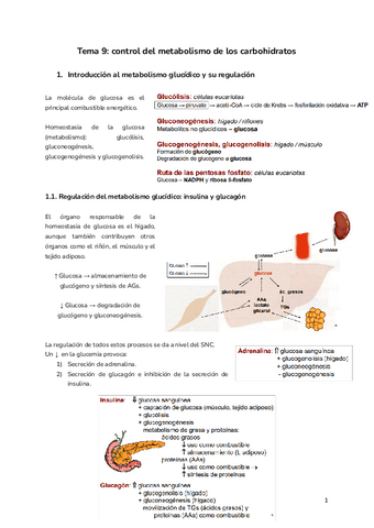 Tema-9-control-del-metabolismo-de-los-carbohidratos.pdf