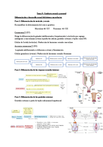 Tema-9-Psicologia-Fisiologica.pdf