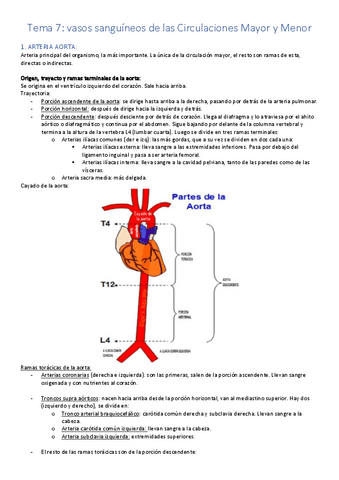 T7 Anatomia Vasos Pdf