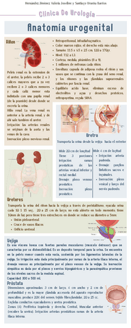 Anatomia-Urogenital.pdf