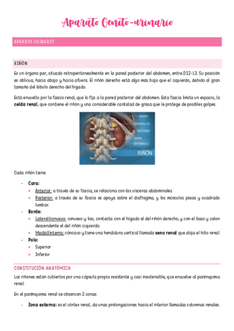 Aparato-Genitourinario.pdf