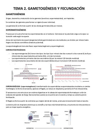 TEMA-2.-GAMETOGENESIS-Y-FECUNDACION.pdf