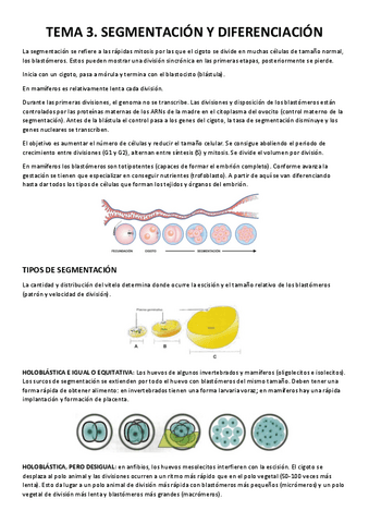 TEMA-3.-SEGMENTACION-Y-DIFERENCIACION.pdf
