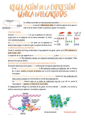 7.-Regulacion-de-la-expresion-genica-en-eucariotas.pdf