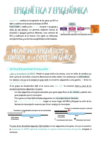 8.-Epigenetica-y-epigenomica.pdf
