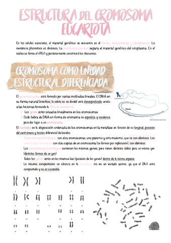 9.-Estrucutra-del-cromosoma-eucariota.pdf