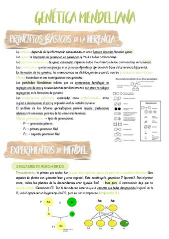 11.-Genetica-mendeliana.pdf