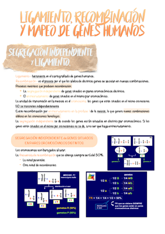 13.-Ligamiento-recombinacion-y-mapeo-de-genes-humanos..pdf
