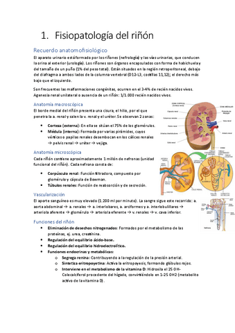 Apuntes-sistema-nefro-urologico.pdf