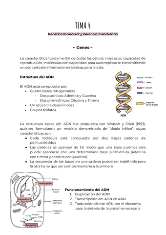 TEMA-4.pdf
