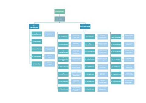 CLASIFICACION-AVES.pdf