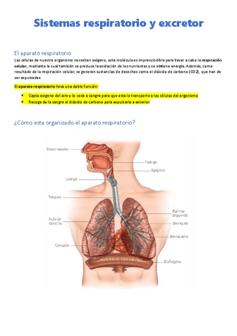 Sistemas-respiratorio-y-excretor.pdf