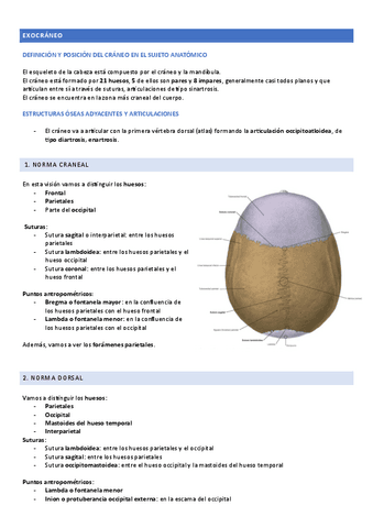 Practica-EXOCRANEO-y-MANDIBULA.pdf