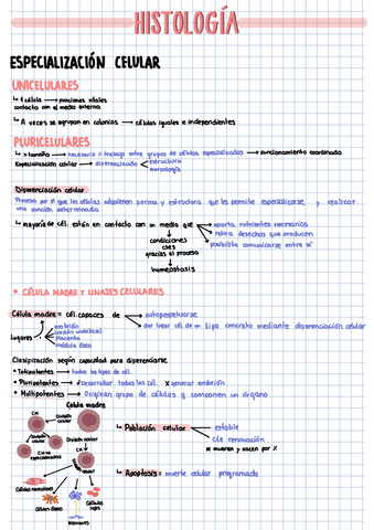 Tejidos-1Bach.pdf