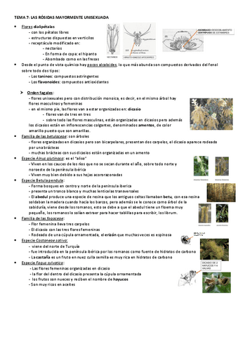 TEMA-7-ROSIDAS.pdf