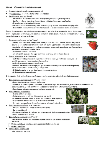 TEMA-8-ROSIDAS-CON-FLORES-BISEXUADAS.pdf