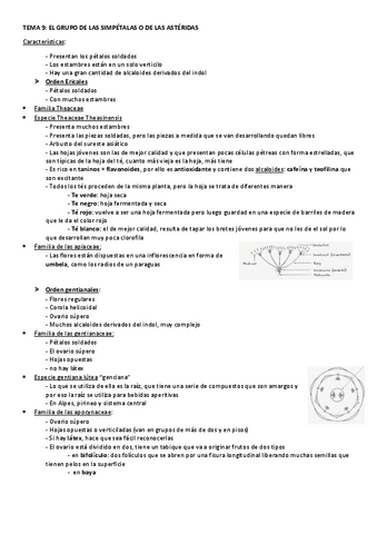 TEMA-9-EL-GRUPO-DE-LAS-SIMPETALAS.pdf