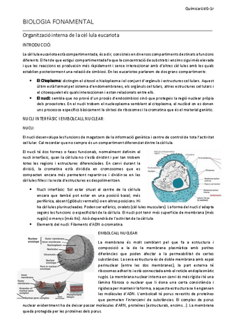 2Resum-organitzacio-interna-de-la-cellula-eucariota.pdf