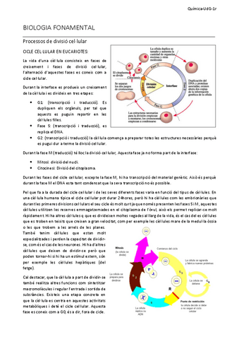 4Resum-divisio-cellular.pdf