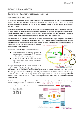 7Resum-bioenergetica-i-diversitat.pdf