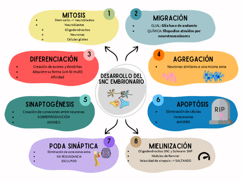 MAPA-CONCEPTUAL-DESARROLLO-DEL-SISTEMA-NERVIOSO.pdf