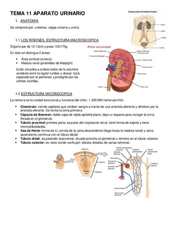 TEMA-11-APARATO-URINARIO-s.pdf