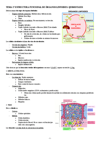 INMUNOLOGIA-TEMA-17-ESTRUCTURA-FUNCIONAL-DE-ORGANOS-LINFOIDES-QUIMIOTAXIS.pdf
