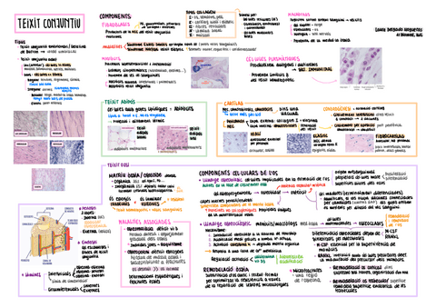 HISTO-T2-esquema-Teixit-conjuntiu.pdf