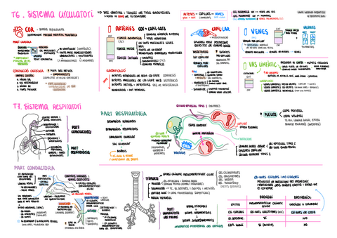 HISTO-T6-T7-esquema-Sistema-circulatori-i-respiratori.pdf