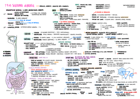 HISTO-T910-esquema-Sistema-digestiu.pdf